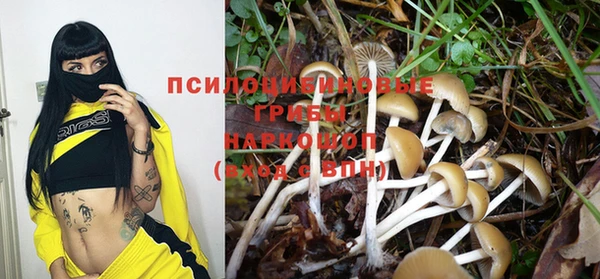 дмт Богданович